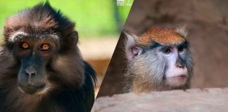 Descubre el fascinante mundo de los pequeños primates en el Zoológico de Morelia