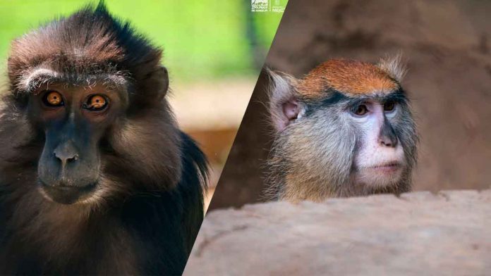 Zoologico-de-morelia-primates