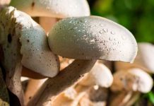 ¿Por qué aparecen tantos hongos durante las lluvias? Lo que debes saber