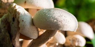 ¿Por qué aparecen tantos hongos durante las lluvias? Lo que debes saber