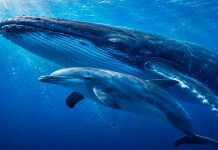 Hoy celebramos a los gigantes del océano que ayudan a mantener vivo al planeta
