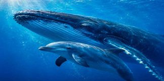 Hoy celebramos a los gigantes del océano que ayudan a mantener vivo al planeta