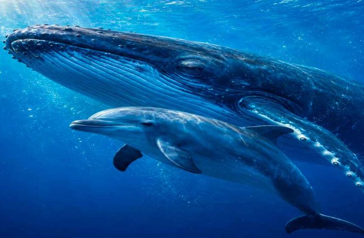 Hoy celebramos a los gigantes del océano que ayudan a mantener vivo al planeta