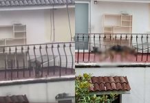#VIDEO // Denuncian presunto abandono y maltrato animal; piden rescate de perrito en fraccionamiento de Morelia
