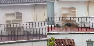 #VIDEO // Denuncian presunto abandono y maltrato animal; piden rescate de perrito en fraccionamiento de Morelia