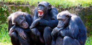 Día Mundial del Chimpancé: los sorprendentes datos que revelan su inteligencia