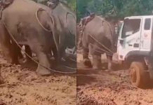 #VIDEO // Tres elefantes unen fuerzas para sacar un camión atascado en el lodo