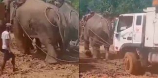 #VIDEO // Tres elefantes unen fuerzas para sacar un camión atascado en el lodo