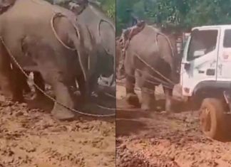 #VIDEO // Tres elefantes unen fuerzas para sacar un camión atascado en el lodo
