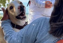Muere “Manchas”, el heroico perrito que protegía los nidos de tortuga marina en Telchac Puerto, Yucatán