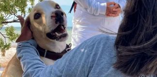 Muere “Manchas”, el heroico perrito que protegía los nidos de tortuga marina en Telchac Puerto, Yucatán