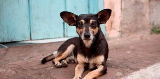 Día Internacional del Perro Callejero: la cruda historia y el verdadero propósito de la fecha