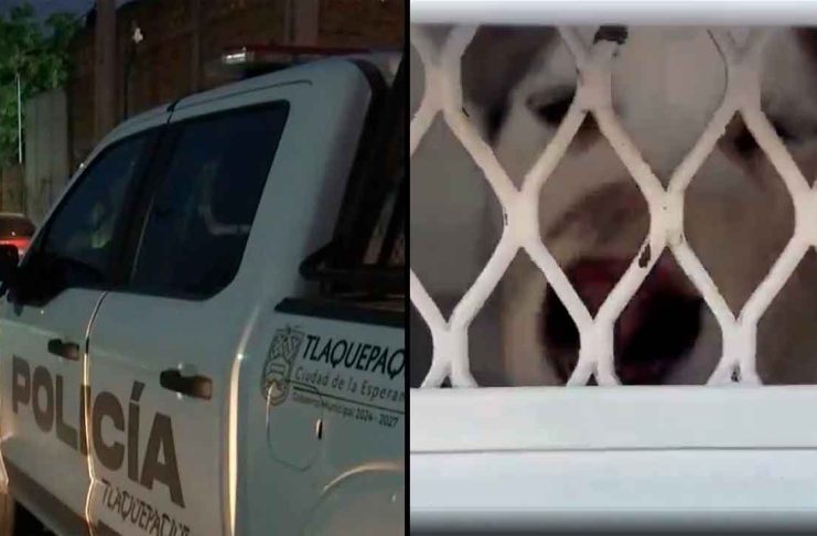 #VIDEO // Le quitan la vida a sujeto disparándole en los genitales tras abusar de un perrito de 4 meses