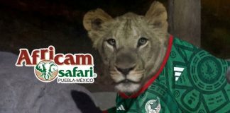 ¡Con la camiseta puesta! Africam Safari regalará mil entradas por cada gol de México ante Inglaterra
