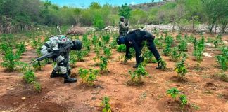 GC y militares destruyen cinco sembradíos de marihuana en el municipio de Huetamo