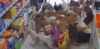 #VIDEO // Jauría de perros irrumpe en tienda de mascotas y roba costales de croquetas