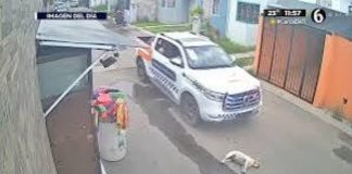 #VIDEO // Patrulla policial atropella intencionalmente a un perro que descansaba en la calle