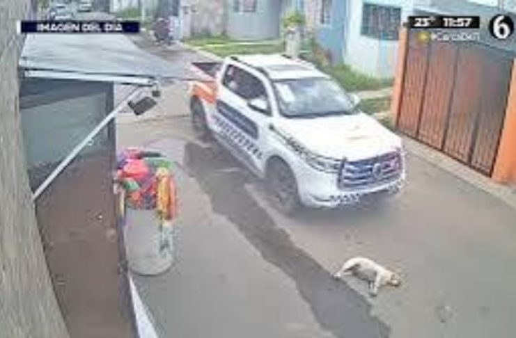 #VIDEO // Patrulla policial atropella intencionalmente a un perro que descansaba en la calle