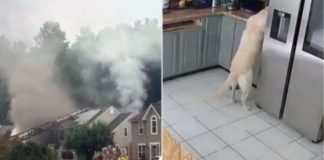 #VIDEO // Perro accidentalmente inicia incendio en casa de Maryland; terminó en tragedia