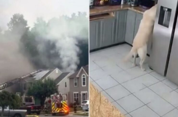 #VIDEO // Perro accidentalmente inicia incendio en casa de Maryland; terminó en tragedia