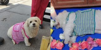 #VIDEO // Muere Yuki, la perrita de “Las Comares” que se ganó el cariño de miles en redes sociales