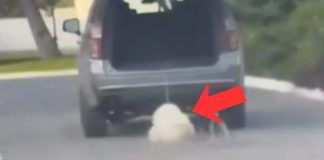 #VIDEO // Perrito fue arrastrado por camioneta en Saltillo; ya fue rescatado