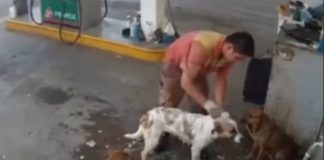 #VIDEO // Despiden a empleado de gasolinera por bañar perros callejeros en su descanso