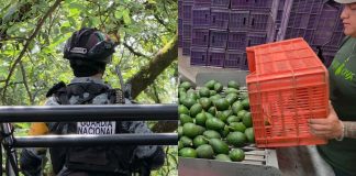 Guardia Nacional blinda la ruta del aguacate en Uruapan; refuerza seguridad desde las huertas hasta las empacadoras