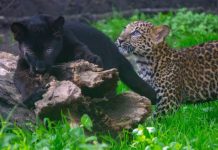 ¡Son adorables! Tras 18 años de no reproducirse conoce las nuevas crías de Leopardo del Zoológico de Morelia en vacaciones de verano