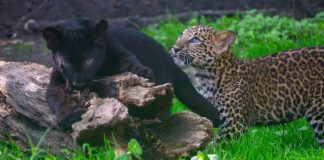 ¡Son adorables! Tras 18 años de no reproducirse conoce las nuevas crías de Leopardo del Zoológico de Morelia en vacaciones de verano