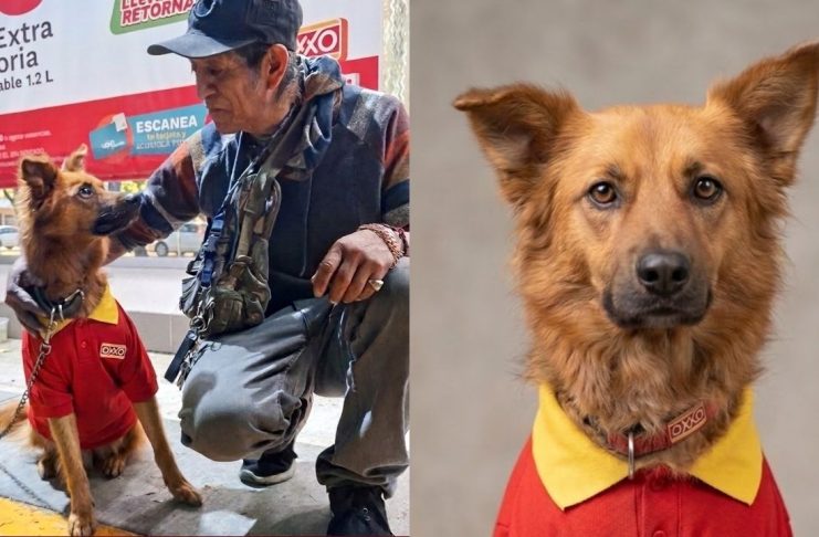 #VIDEO // Disminuye la presión en el caso de “Oso”, aunque OXXO sigue amenazando su futuro y sin resolver la situación