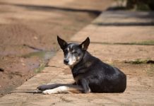 ¿Cuántos perros hay en México? Los datos que debes conocer en el Día Mundial del Perro 2026