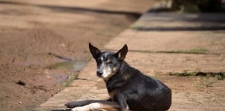 ¿Cuántos perros hay en México? Los datos que debes conocer en el Día Mundial del Perro 2026