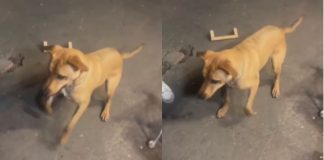 #VIDEO // Perrito se vuelve sensación “sacando los pasos prohibidos” en una fiesta