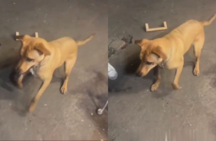 #VIDEO // Perrito se vuelve sensación “sacando los pasos prohibidos” en una fiesta