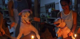 #VIDEO // Festejan cumpleaños de perrito con pastel y “mañanitas”, pero se niega a compartirlo con su invitado