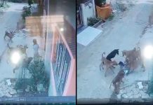 #VIDEO // Jauría de perros ataca a 1 niña de 7 años; acusan negligencia de autoridades en Gondia