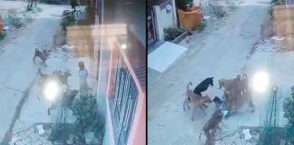 #VIDEO // Jauría de perros ataca a una niña de 7 años; acusan negligencia de autoridades en Gondia