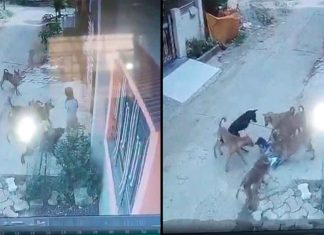 #VIDEO // Jauría de perros ataca a una niña de 7 años; acusan negligencia de autoridades en Gondia