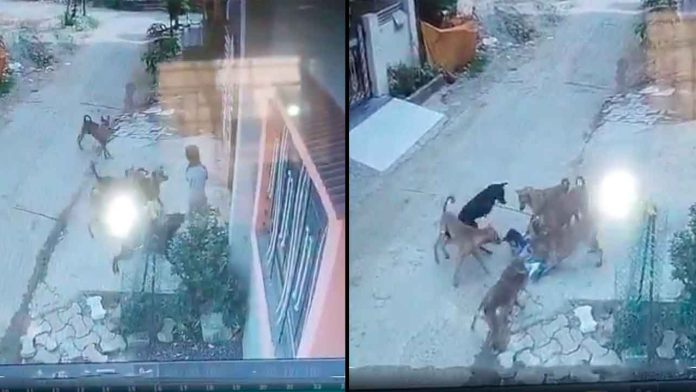 jauria-perros-callejeros-atacan-nina-7-anos-gondia
