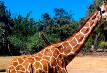 #VIDEO // Despiden a la jirafa Oldie tras sufrir un accidente en el Zoológico de León