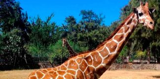 #VIDEO // Despiden a la jirafa Oldie tras sufrir un accidente en el Zoológico de León