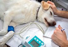 SSM abre registro para jornada gratuita de esterilización canina y felina en Morelia