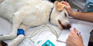 SSM abre registro para jornada gratuita de esterilización canina y felina en Morelia