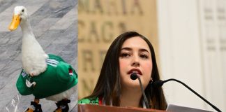 Impulsan la “Ley Merlín” para proteger a los animales del uso comercial y el entretenimiento