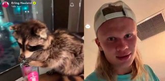 #VIDEO // Erling Haaland y el misterio de “Whiskey Raccoon”, el mapache que se volvió viral