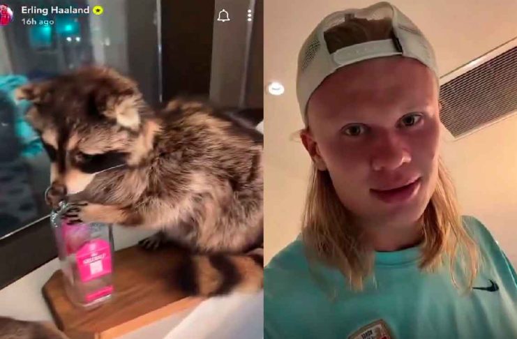 #VIDEO // Erling Haaland y el misterio de “Whiskey Raccoon”, el mapache que se volvió viral