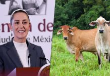 Tras superar plaga, México reanuda la exportación de ganado hacia territorio estadounidense