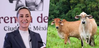 Tras superar plaga, México reanuda la exportación de ganado hacia territorio estadounidense