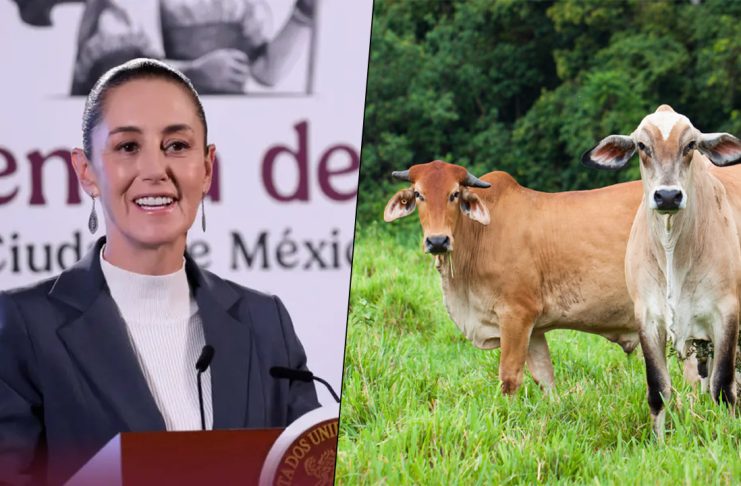 Tras superar plaga, México reanuda la exportación de ganado hacia territorio estadounidense